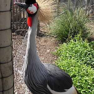 eastern grey crowned crane 3 07/10