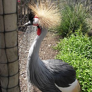 eastern grey crowned crane 4 07/10