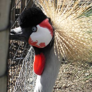 eastern grey crowned crane 5 07/10