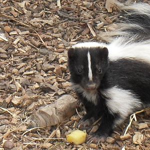 striped skunk 2 07/10