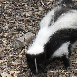 striped skunk 1 07/10