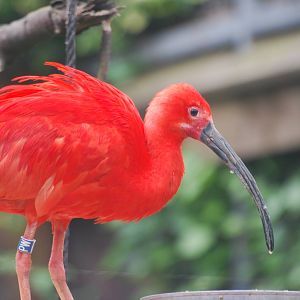 Scarlet ibis
