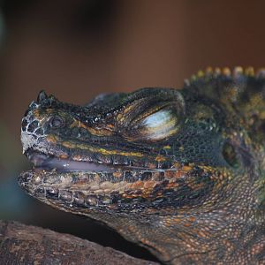 Philippine sailfin dragon