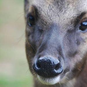 Philippine spotted deer