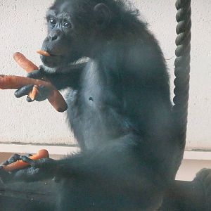 Greedy Chimp