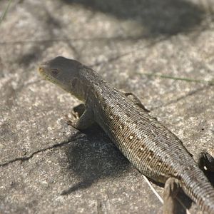 Sand Lizard