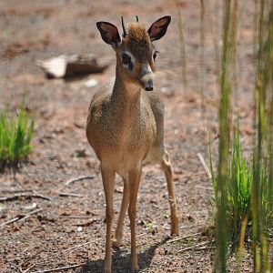 Kirks Dik Dik