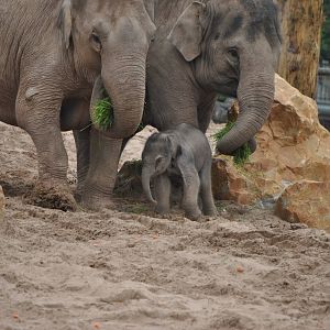 'Nayan' Asian Elephant Calf
