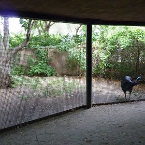 Australia - Cassowary Enclosure