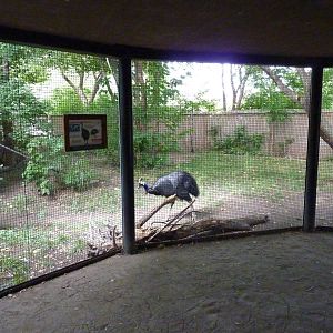 Australia - Cassowary Enclosure