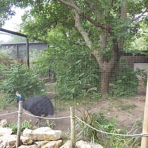 Australia - Cassowary Enclosure