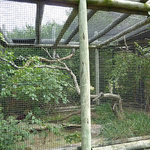 Australia - Tawny Frogmouth Aviary