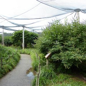 Australia - Walk-Through Aviary