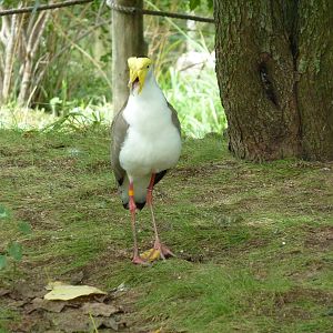 Australia - Walk-Through Aviary