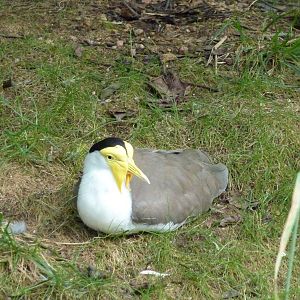 Australia - Walk-Through Aviary