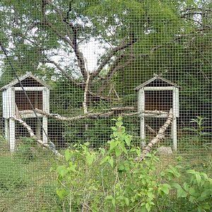 Australia - Matschie's Tree Kangaroo Enclosure