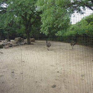 Australia - Emu & Wallaroo Enclosure