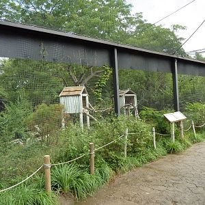 Australia - Matschie's Tree Kangaroo Enclosure
