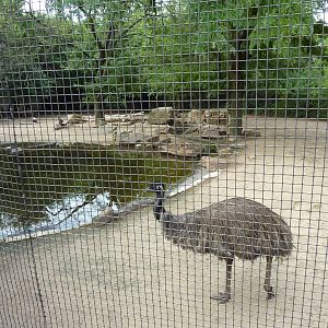 Australia - Emu + Wallaroo Enclosure