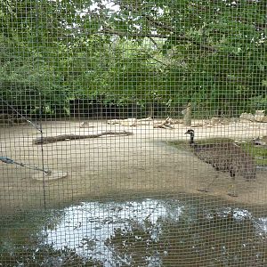 Australia - Emu + Wallaroo Enclosure
