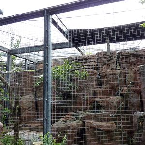 Australia - Kea Enclosure