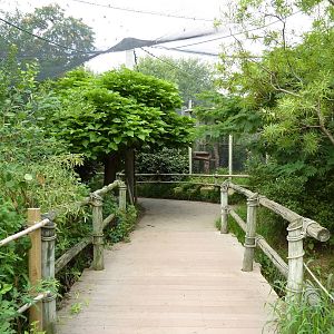 South America - Walk-Through Aviary