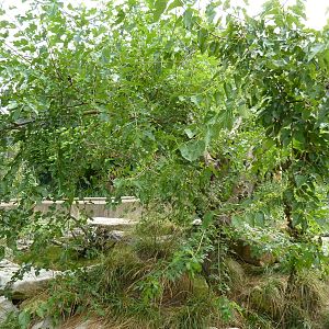 South America - Grand Cayman Blue Iguana/Yellow-Footed Tortoise Exhibit