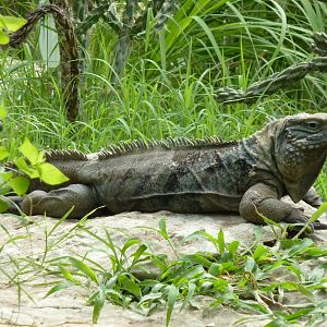 South America - Grand Cayman Blue Iguana