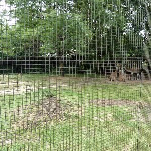 South America - Guanaco Enclosure