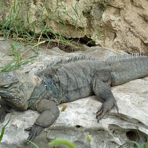 South America - Grand Cayman Blue Iguana
