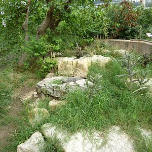 South America - Grand Cayman Blue Iguana/Yellow-Footed Tortoise Exhibit
