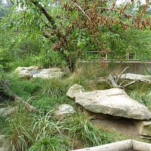 South America - Grand Cayman Blue Iguana/Yellow-Footed Tortoise Enclosure