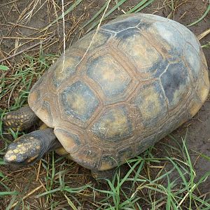 South America - Yellow-Footed Tortoise