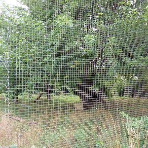 South America -Maned Wolf Exhibit