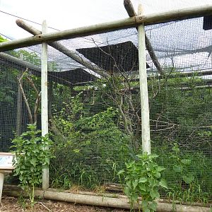South America - Walk-Through Aviary