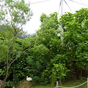 South America - Walk-Through Aviary