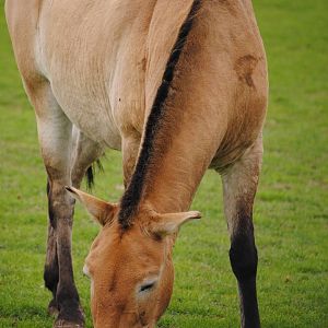 Przewalski Wild Horse