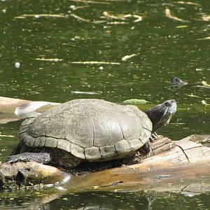 Red-eared sliders