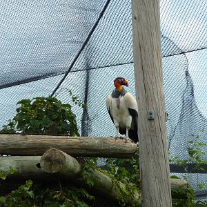 South America - King Vulture