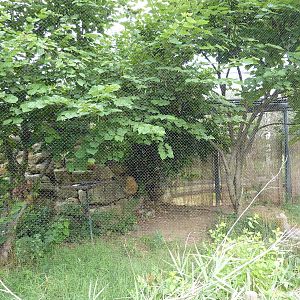 South America - Red-Legged Seriema Exhibit