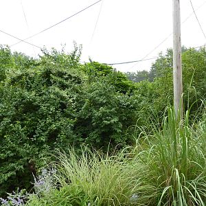 South America - Walk-Through Aviary