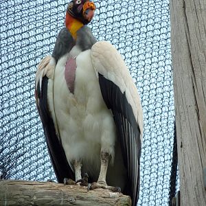 South America - King Vulture