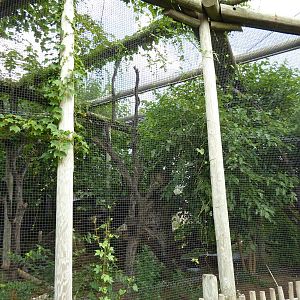 South America - Jaguar Exhibit