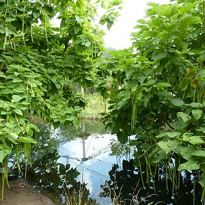 South America - Walk-Through Aviary