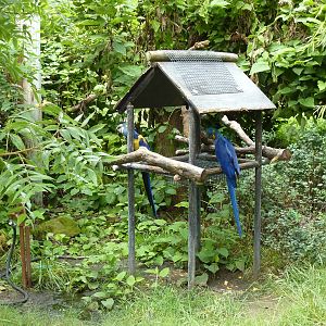South America -Hyacinth Macaws