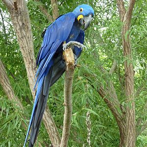 South America - Hyacinth Macaw