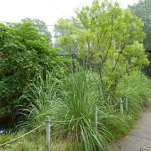 South America - Walk-Through Aviary