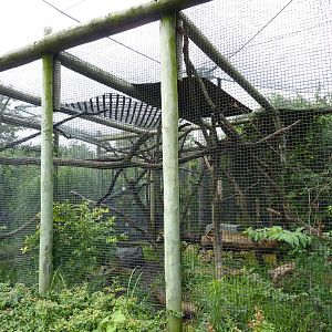 South America - Tayra Enclosure