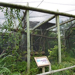 South America - Tayra Enclosure