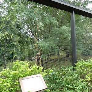 South America - Maned Wolf Exhibit